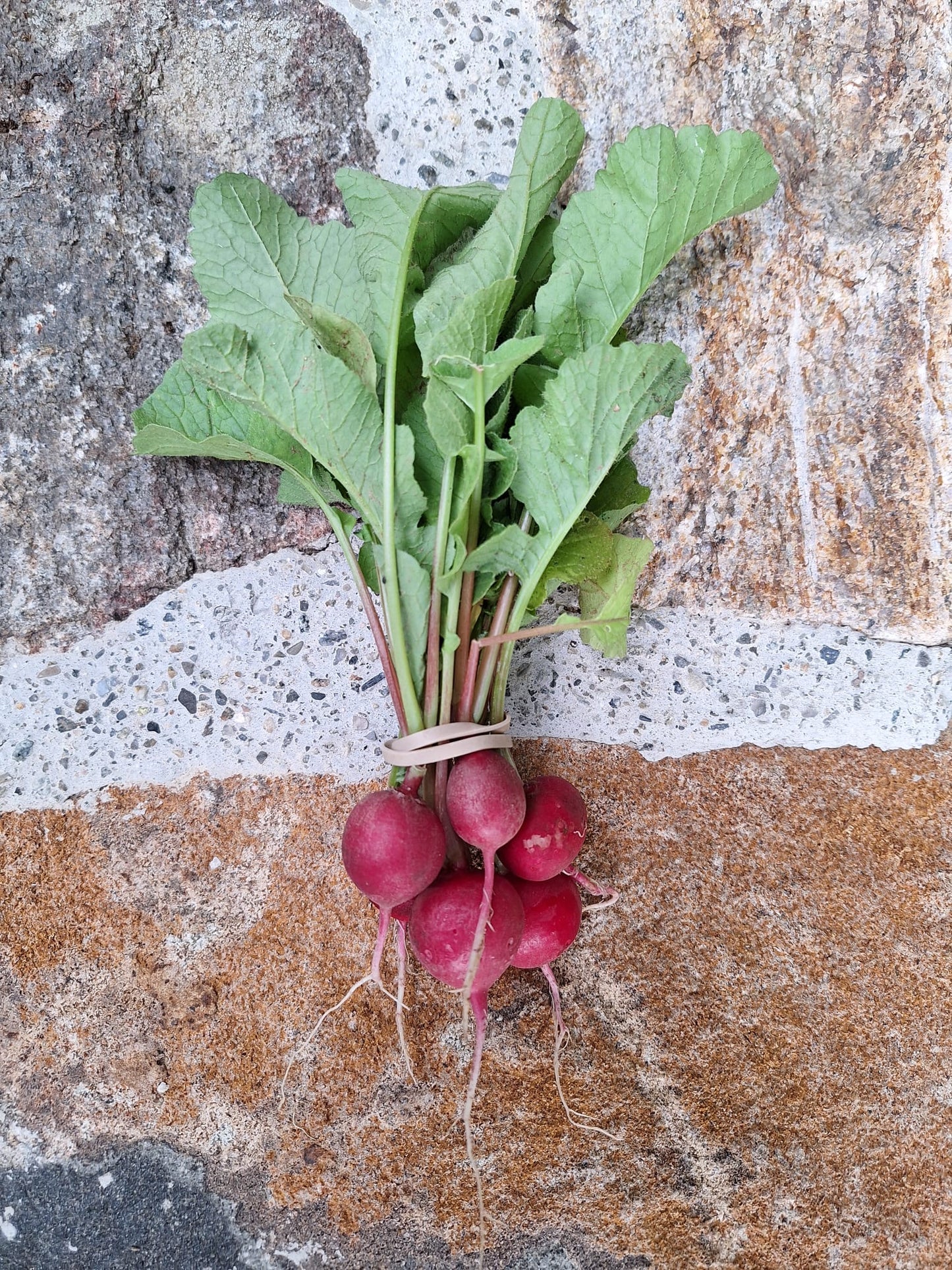 Radishes - Rudolph