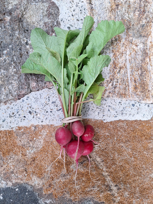 Radishes - Rudolph