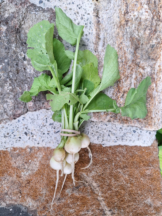 Radishes - Pearl