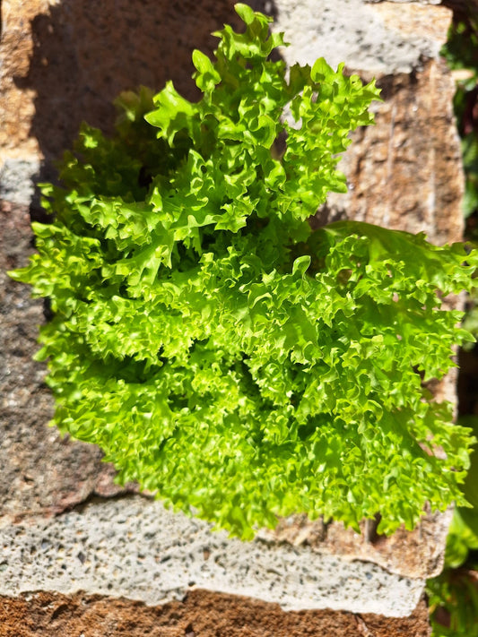 Green Incised Lettuce