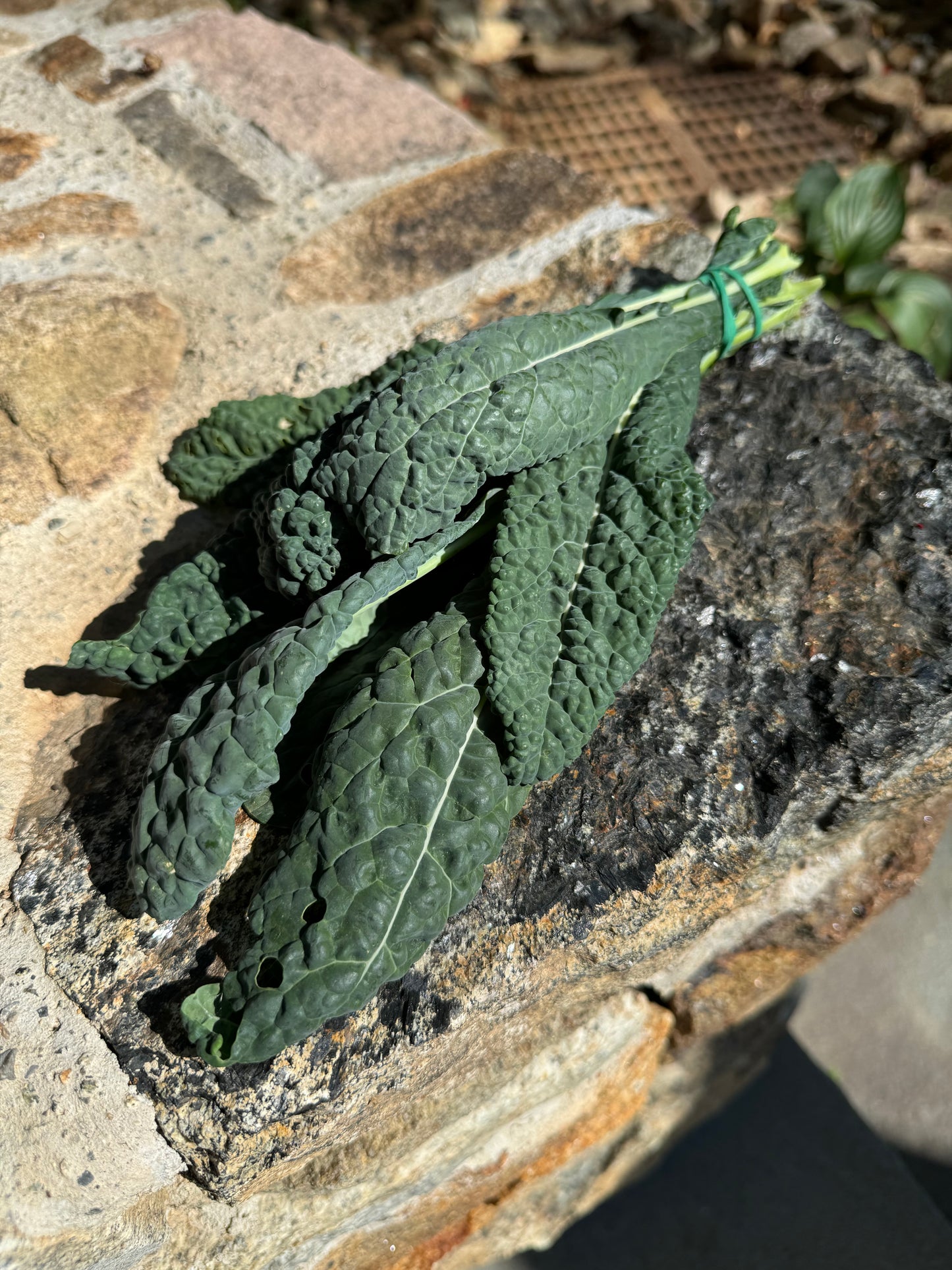 Black Lacinato Kale