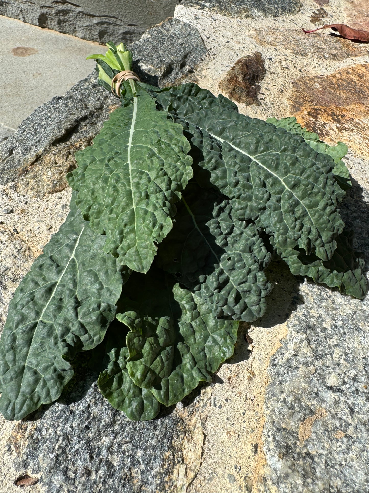 Toscano Kale