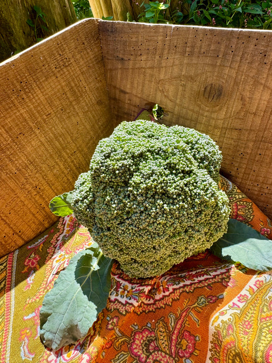 Broccoli