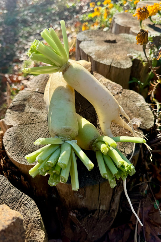 Daikon Radish