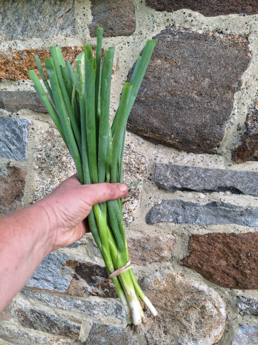 Scallions