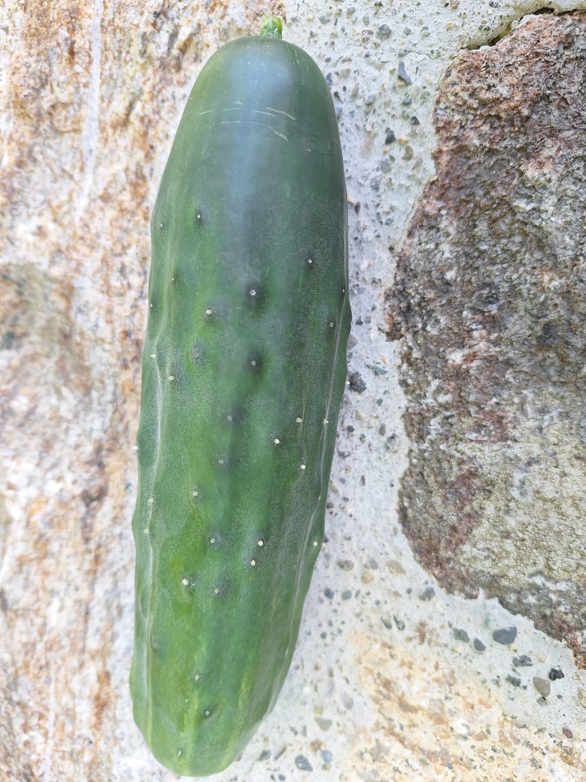 Slicing Cucumbers