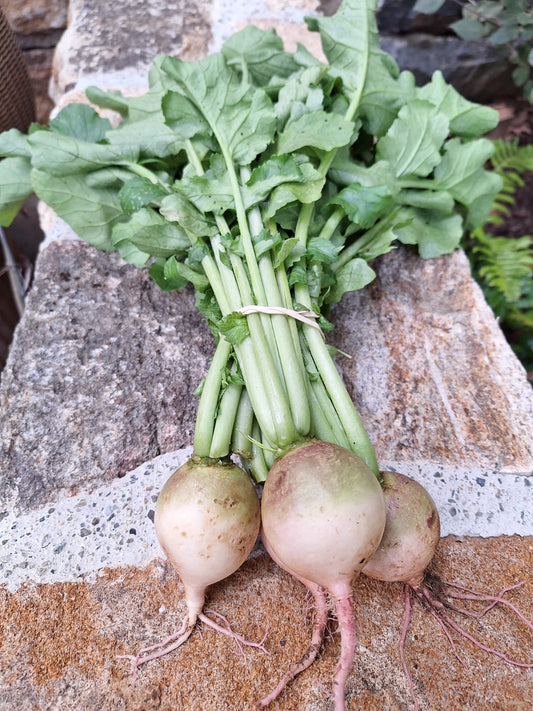 Radishes - Watermelon