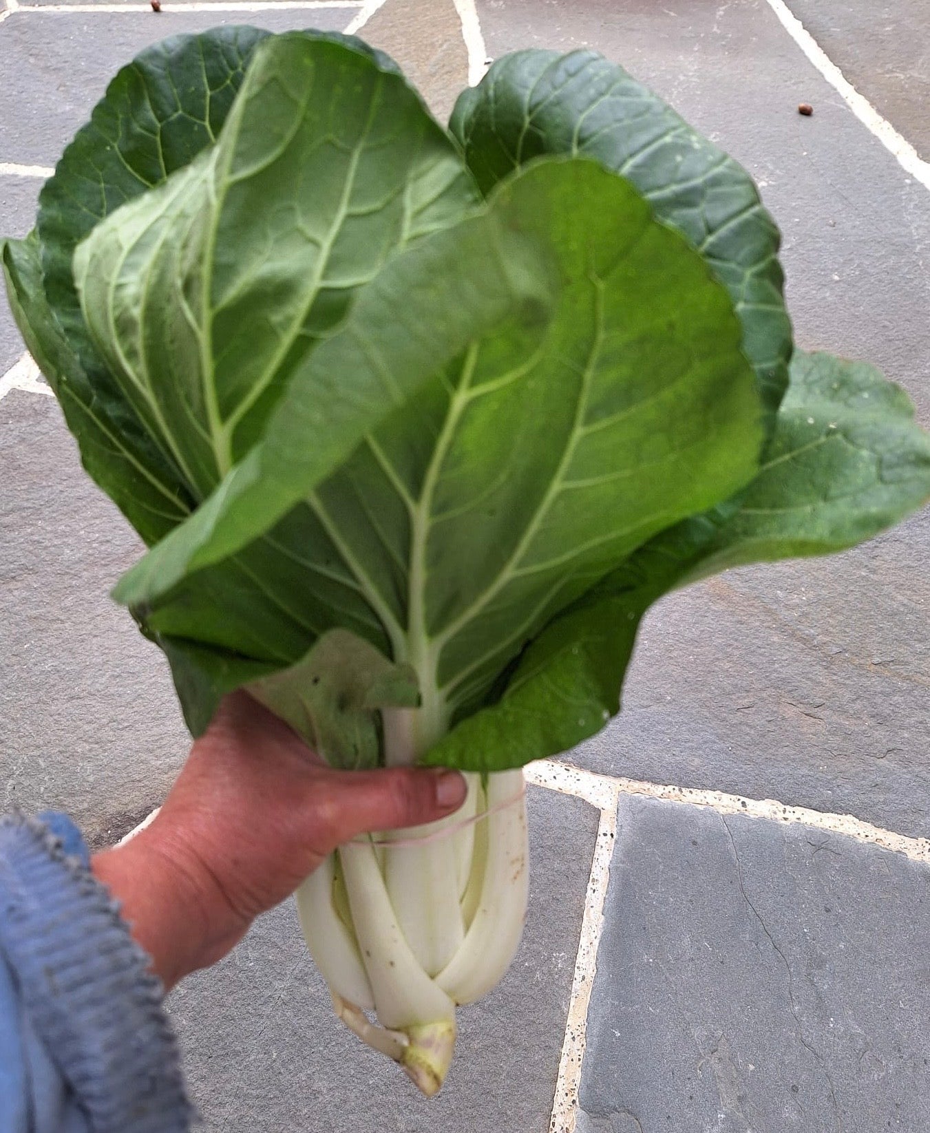 Bok Choy