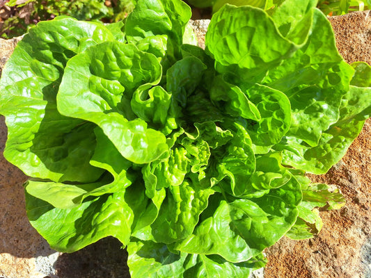 Butterhead Lettuce