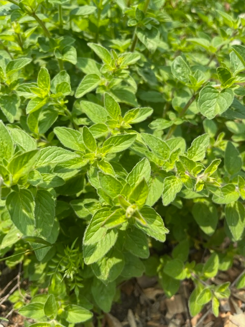 Hot & Spicy Oregano