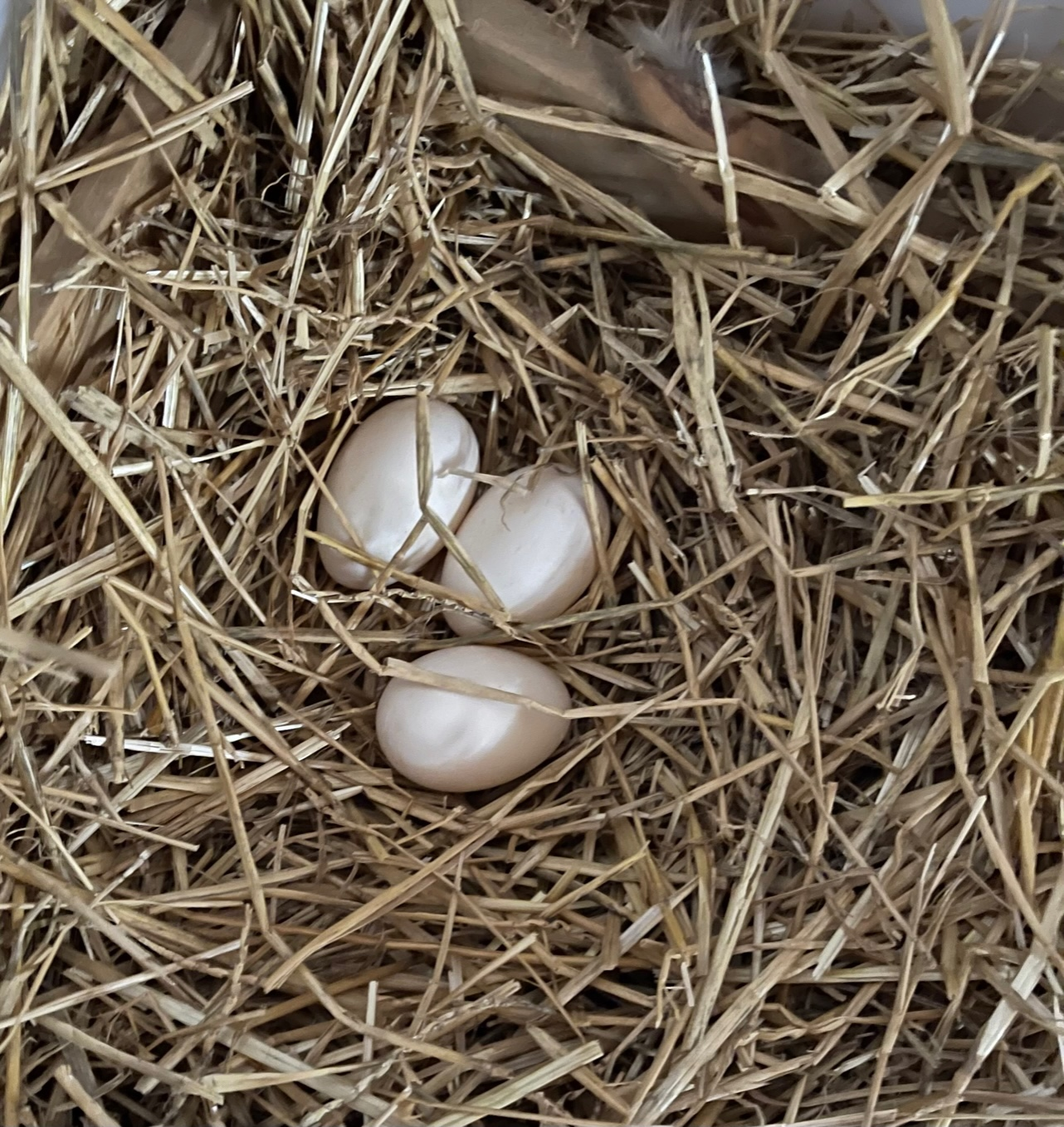 Petite Duck Eggs