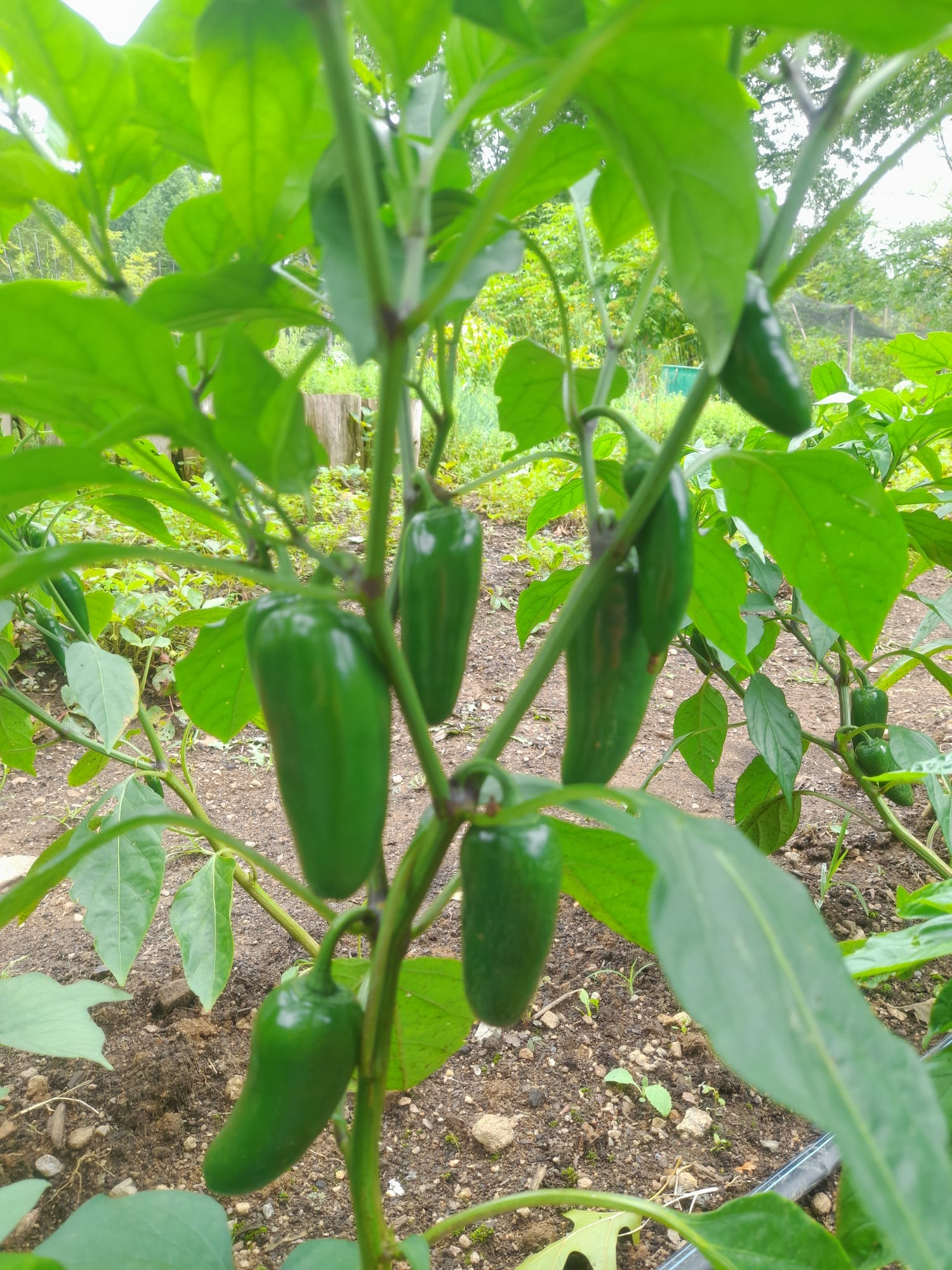 Jalapeno Peppers