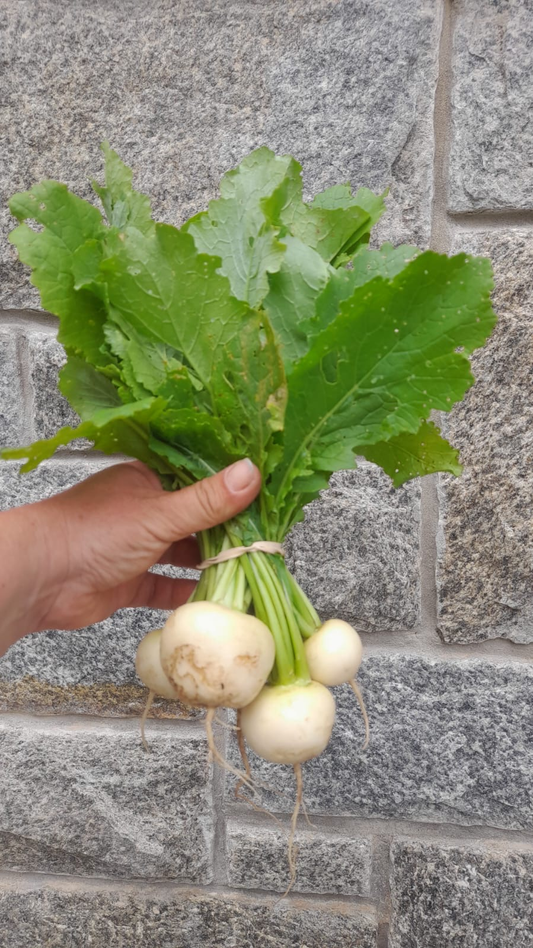 Hakurei Turnips