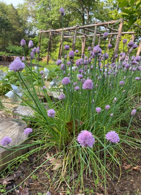 Chives