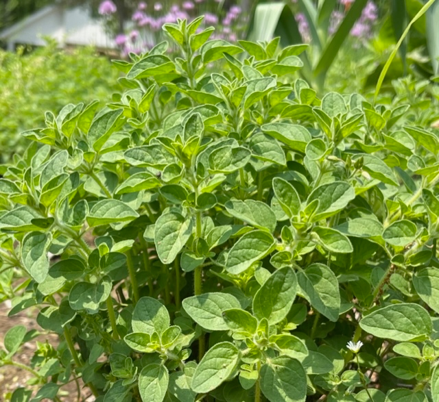 Greek Oregano