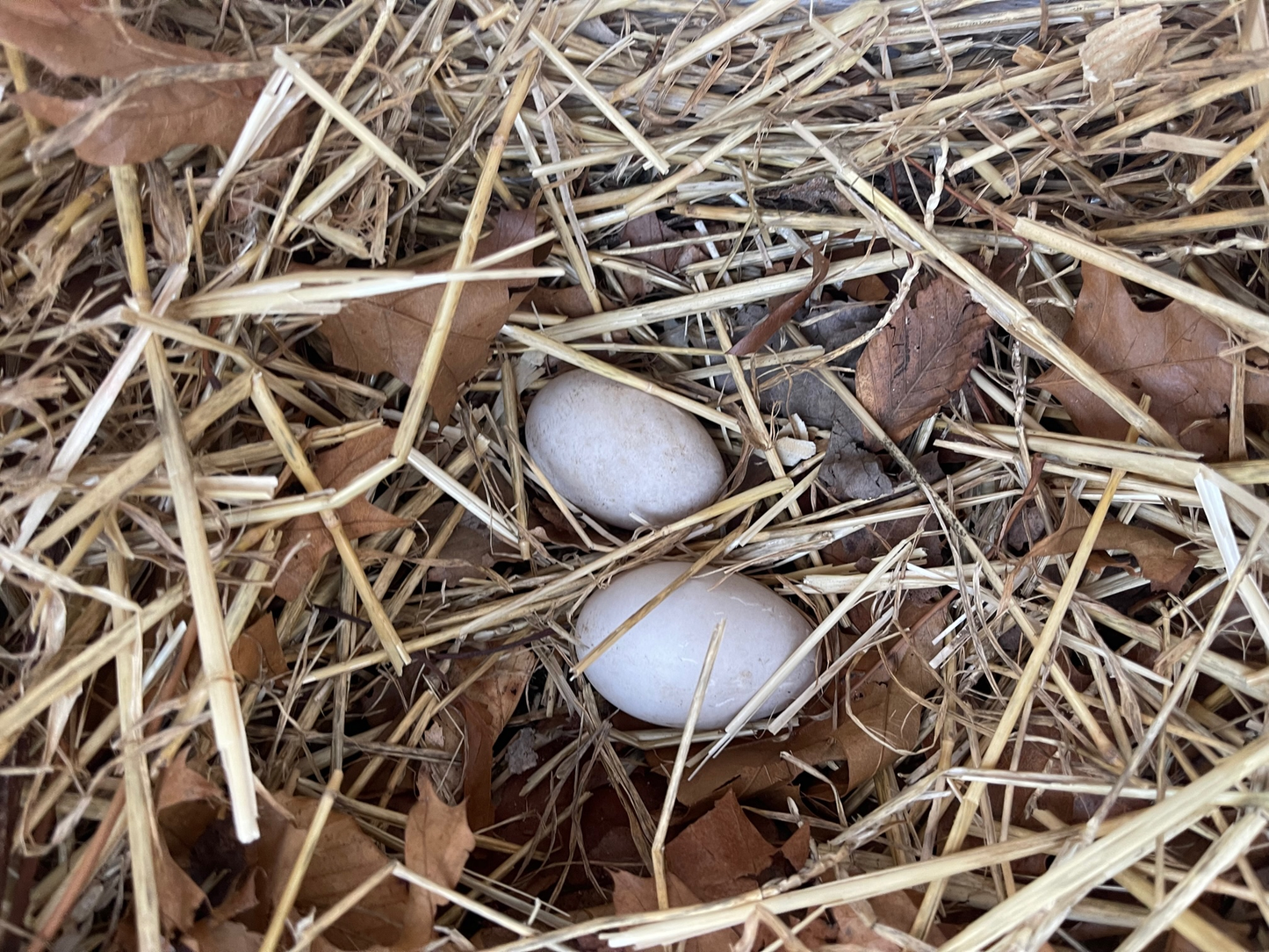 Duck Eggs