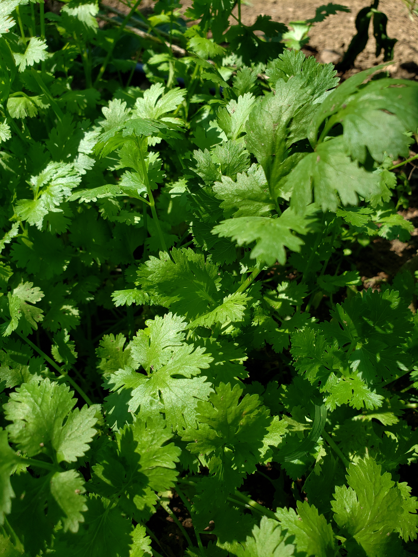 Cilantro