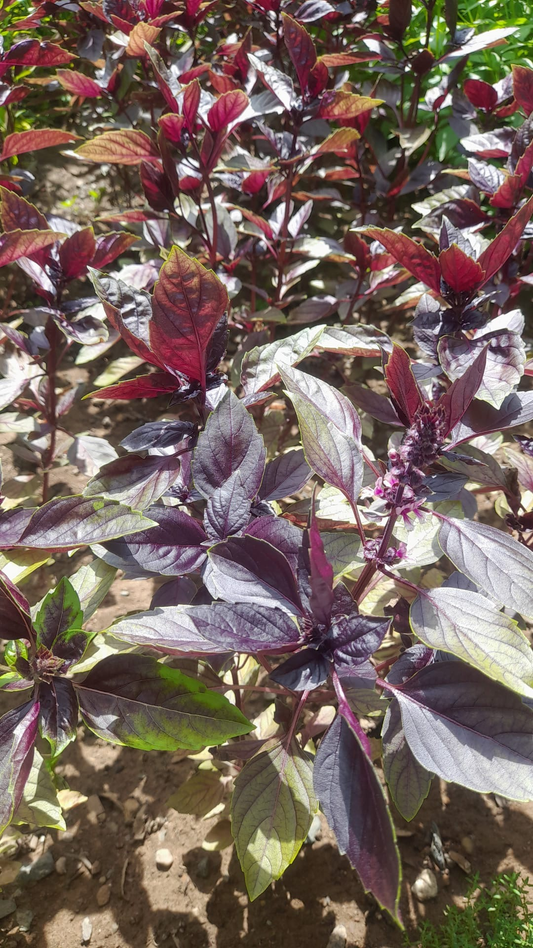 Purple Opal Basil