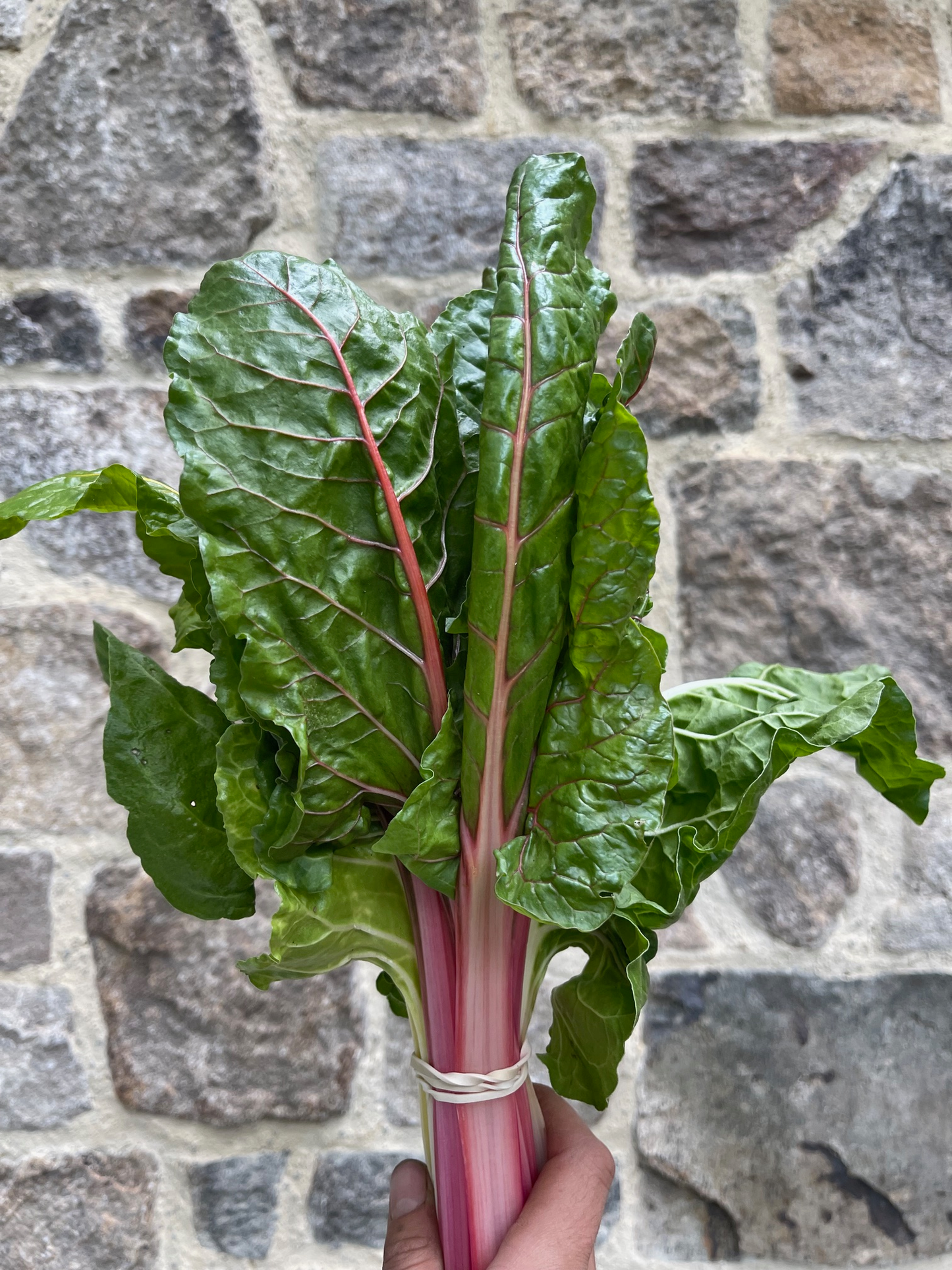 Swiss Chard