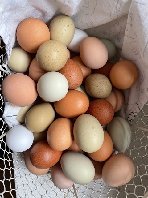 Chicken Eggs