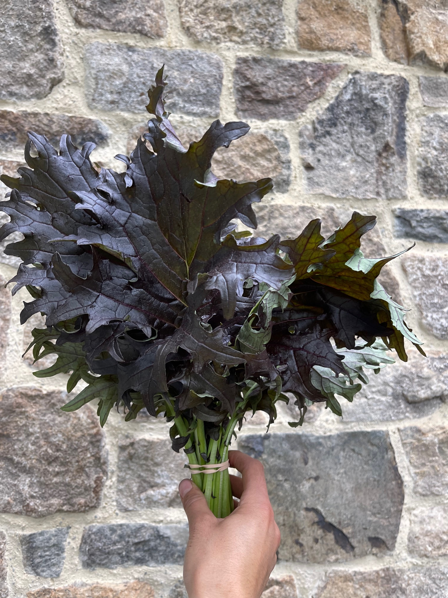 Red Russian Kale