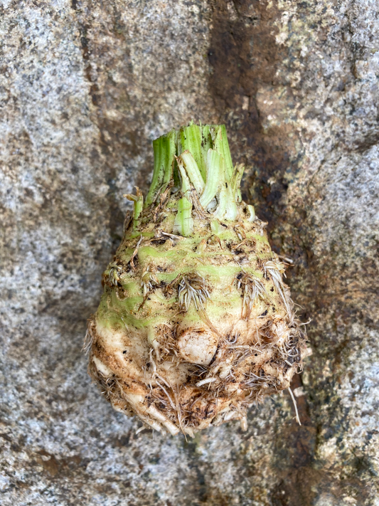 Celery Root - Celeriac