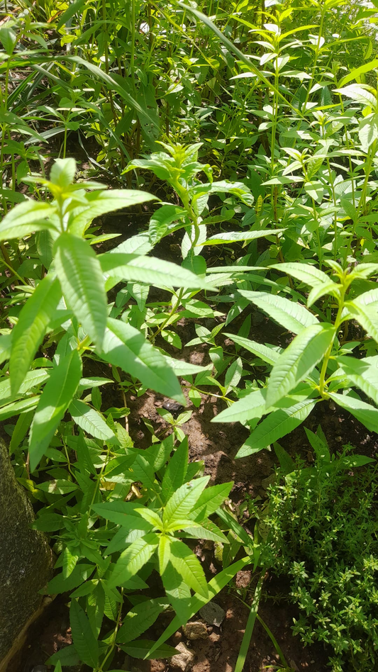 Lemon Verbena