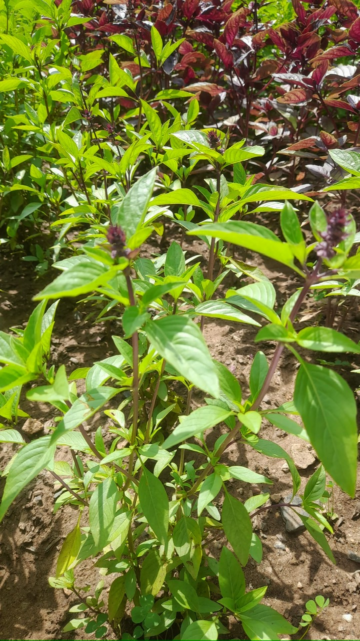 Cinnamon Basil