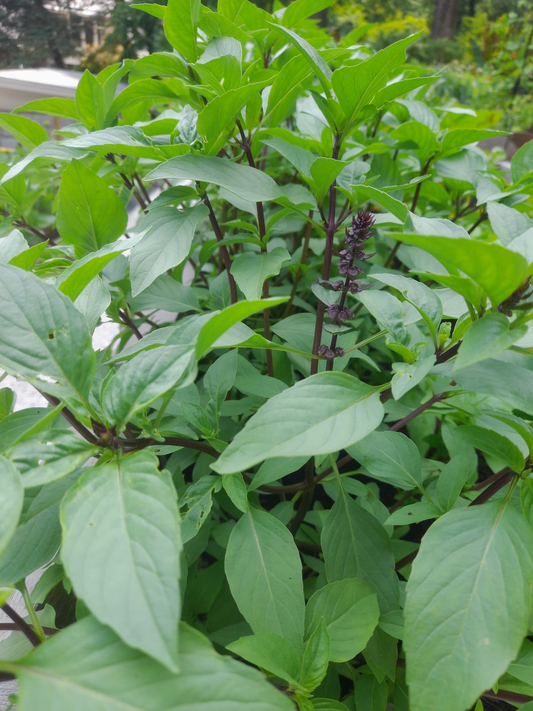 Sweet Thai Basil