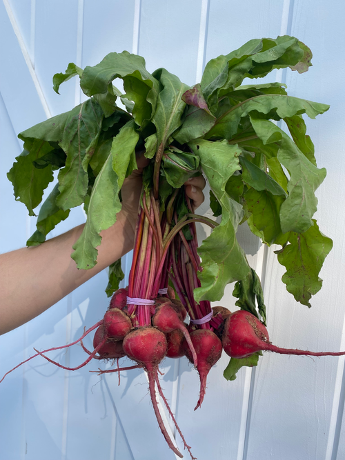 Stoney Lane Organic Farm