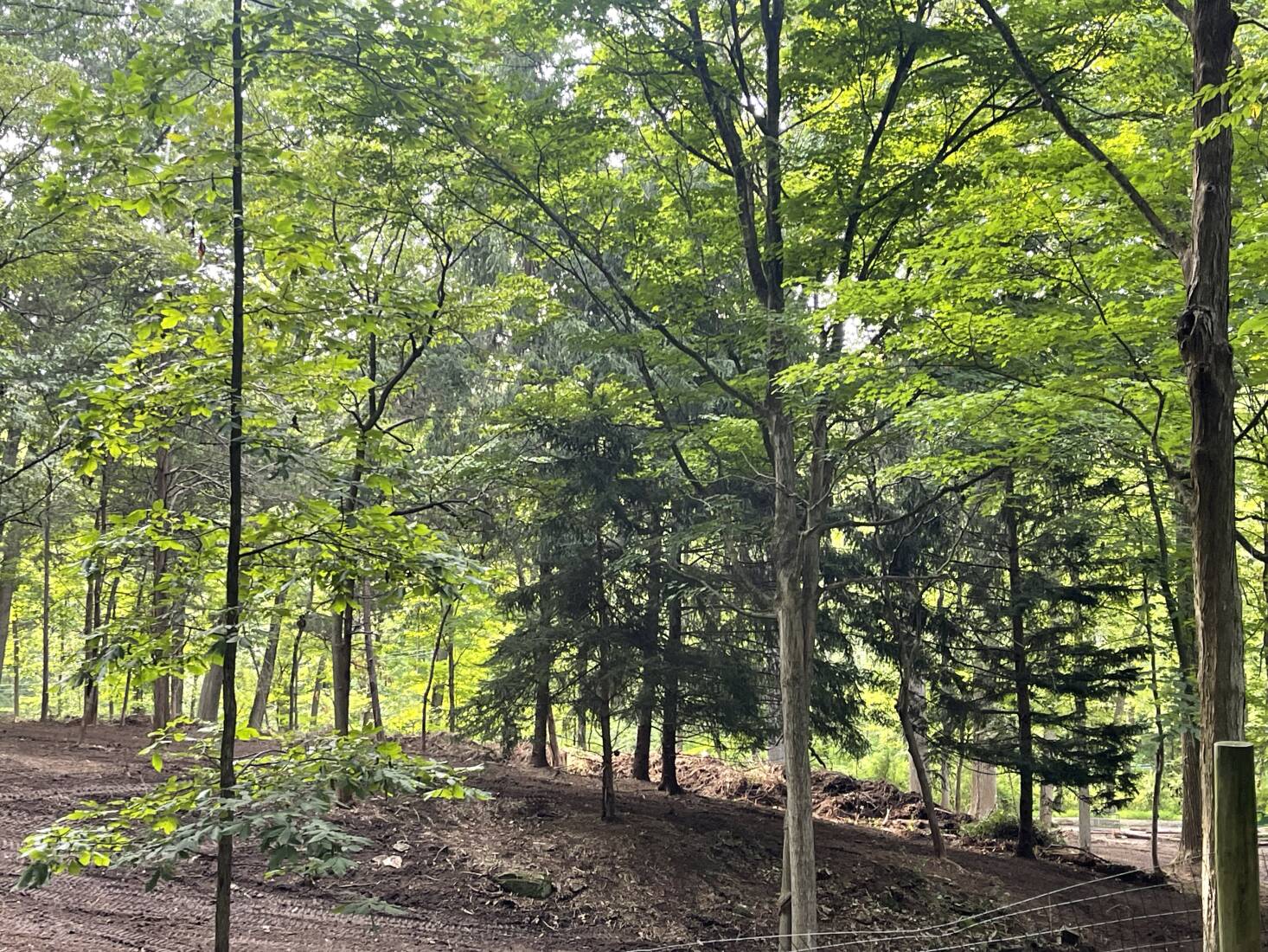 Forest