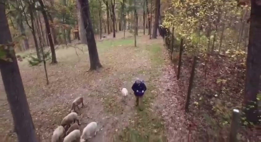 Recorded footage of sheep walking through wooded path at Maranatha Farm